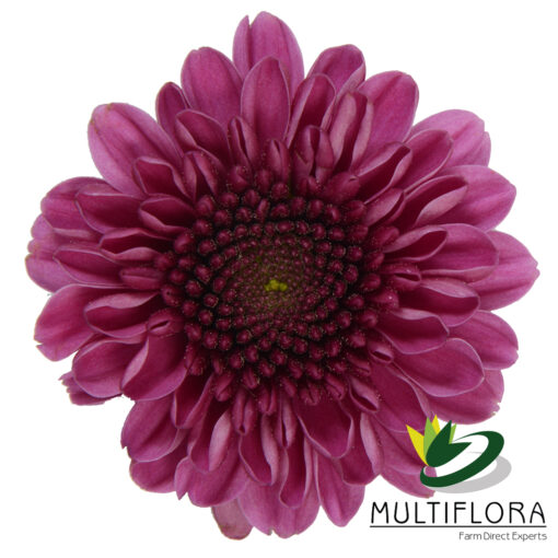 multiflora.com delirock delirock1