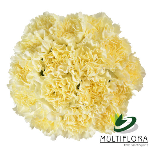 multiflora.com diletta crema diletta crem 2