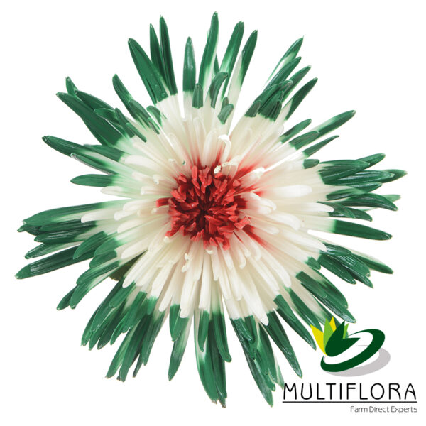 multiflora.com double blushed green red double blushed green red 1