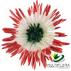 multiflora.com double blushed red green double blushed red green 1