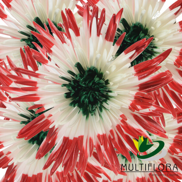 multiflora.com double blushed red green double blushed red green 4