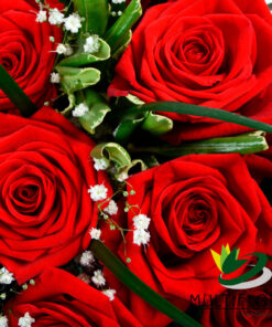 multiflora.com dozen roses red gypsophilia dozen roses gypso2 1