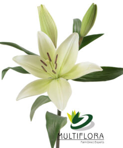 multiflora.com ercolano 1