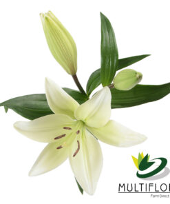 multiflora.com ercolano 2