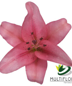 multiflora.com fangio 2