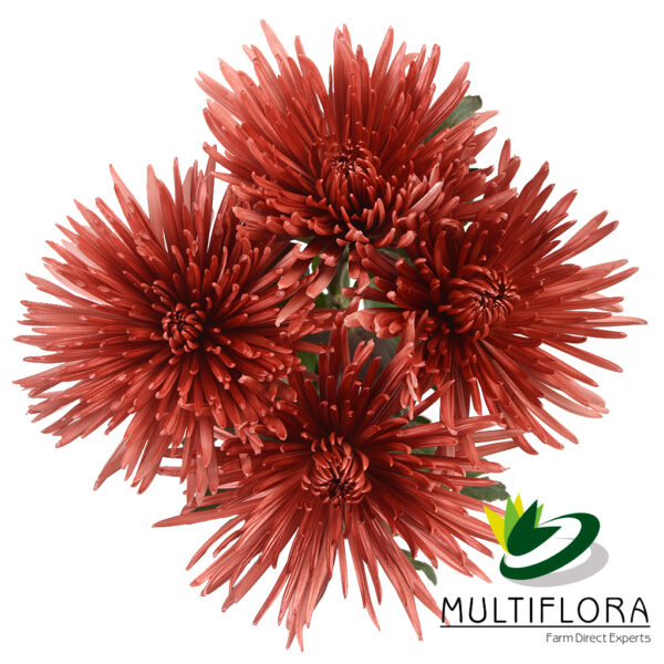 multiflora.com garnet red garnet red 2