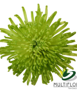 multiflora.com green anastasia 1
