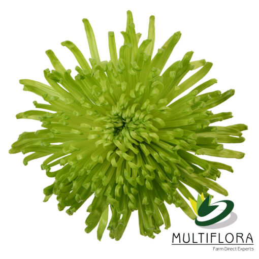 multiflora.com green anastasia 1