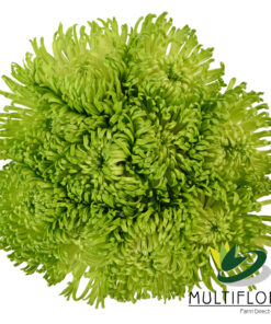 multiflora.com green anastasia 2