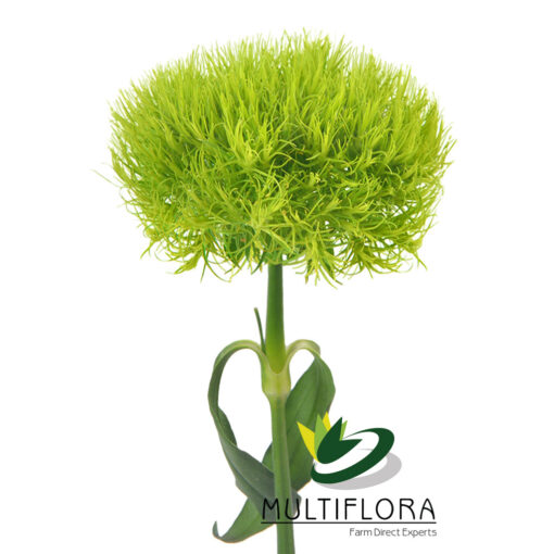 multiflora.com green ball 1