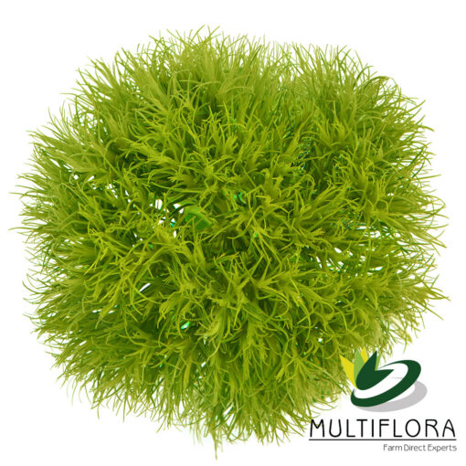 multiflora.com green ball 2