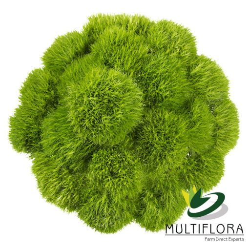 multiflora.com green ball 3