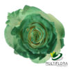 multiflora.com green edge dyed roses st.patrick day rose green 1