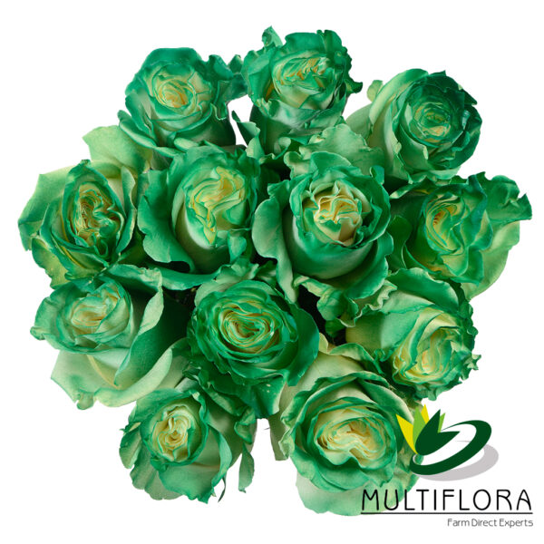 multiflora.com green edge dyed roses st.patrick day rose green 3