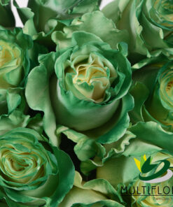 multiflora.com green edge dyed roses st.patrick day rose green 4