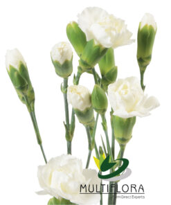multiflora.com ibis 4