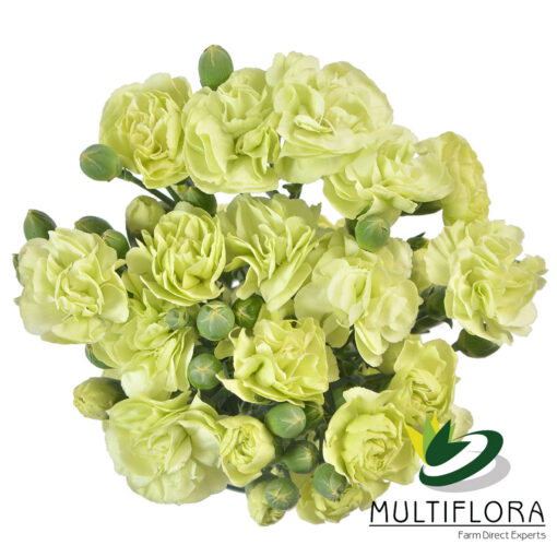 multiflora.com jade 1