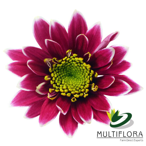 multiflora.com kogui kogui 4