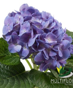 multiflora.com lavender 1