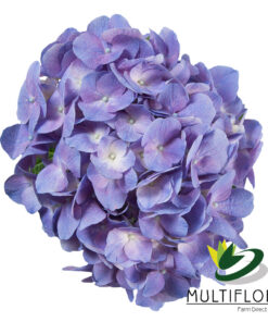 multiflora.com lavender 2