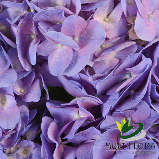 multiflora.com lavender 3