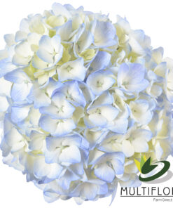 multiflora.com light blue lb1