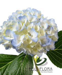 multiflora.com light blue lb2