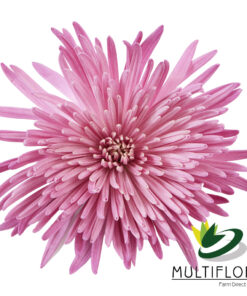 multiflora.com lilac anastasia 1