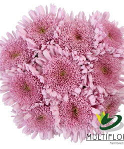 multiflora.com lilac eleonora 2