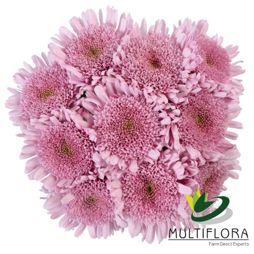 multiflora.com lilac eleonora 2