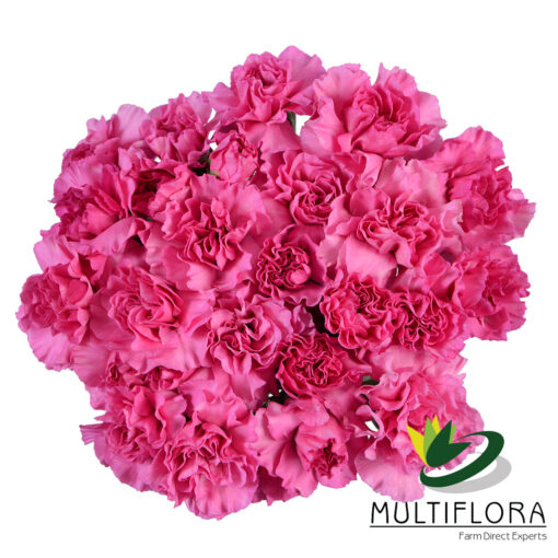 multiflora.com lilac melissa 1