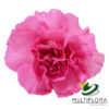 multiflora.com lilac melissa 3