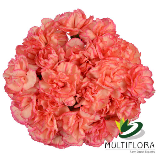 multiflora.com lina 2