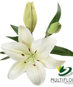 multiflora.com litouwen 2