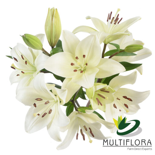 multiflora.com litouwen 3