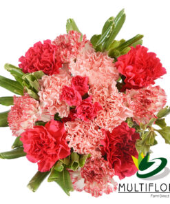 multiflora.com love carnations love carnations prod 1