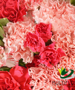 multiflora.com love carnations love carnations prodc 2
