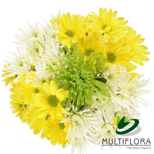 multiflora.com lucky bqt lucky bqt top