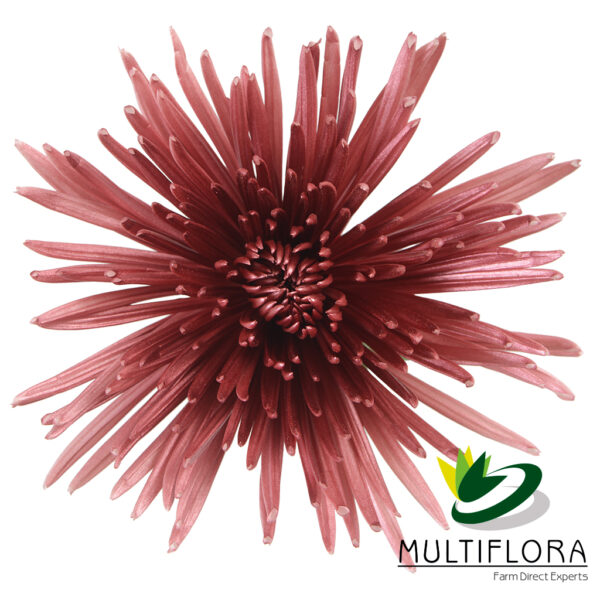 multiflora.com merlot red merlot red 1