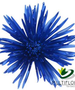 multiflora.com metallic persian blue metallic persian blue 1