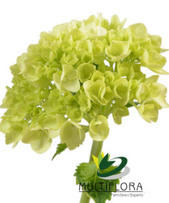 multiflora.com mini hyd green 1
