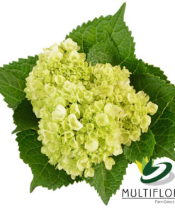 multiflora.com mini hyd green 2