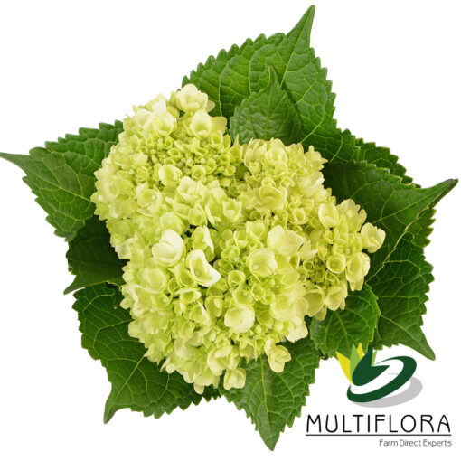 multiflora.com mini hyd green 2