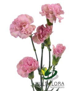 multiflora.com mocha sweet 3