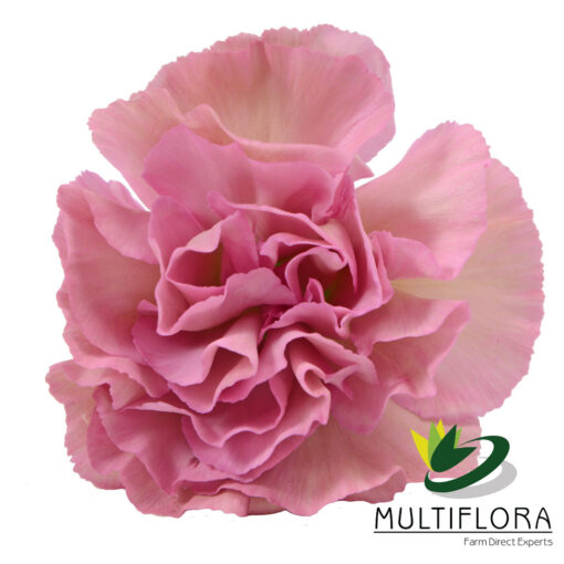 multiflora.com mocha sweet 4