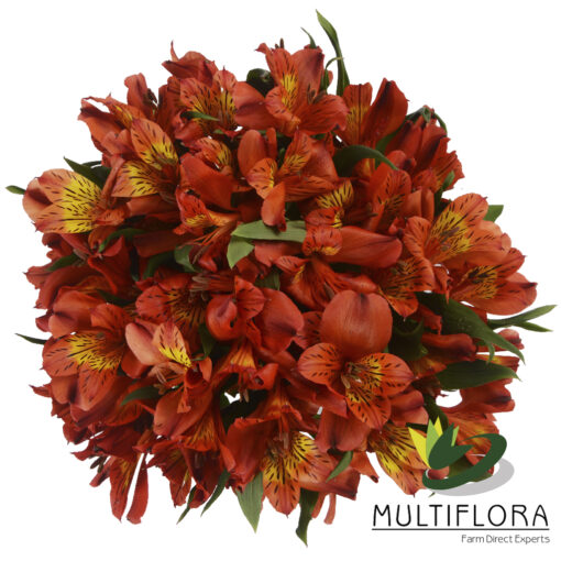 multiflora.com montelava montelava 2