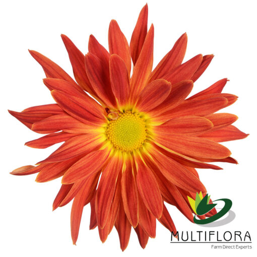 multiflora.com morgan 1