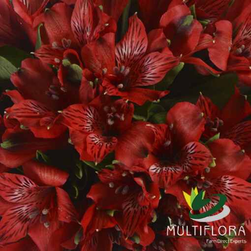 multiflora.com nadya nadya 3