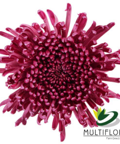 multiflora.com nexus 1
