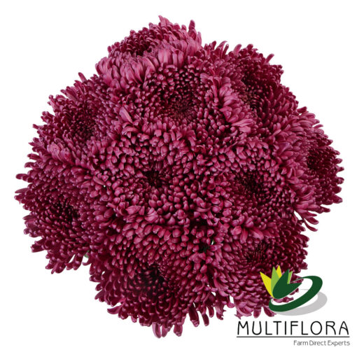 multiflora.com nexus 2